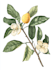 draw amazing botanical illustration