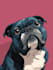 design a custom disney pet portrait illustration