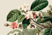 create botanical illustration of flower logo illustration