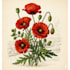 make botanical product illustration