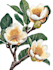 do botanical product illustration