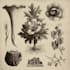 make a botanical illustration