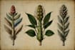 do botanical and anatomical scientific illustrations