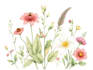 illustrate best botanical illustration