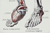 draw exercise, medical and anatomy illustrations