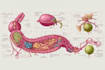 do medical and scientific illustrations