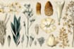 do botanical and anatomical scientific illustrations