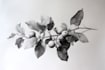 draw botanical illustration with scientific