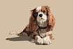 draw disney pet portrait