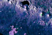 maps and satellite image analysis