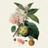 draw botanical illustration art for you