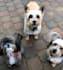 create authentic pet ugc video content for your brand