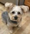 create authentic pet ugc videos with my dogs
