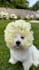 create ugc content with dog