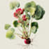 draw best botanical illustration