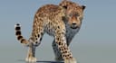 cgi animal animation, 3d creatures, 3d animal compositing, grooming fur, vfx