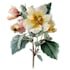 design botanical illustration art for you