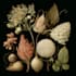 llustrate best botanical illustration