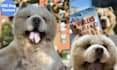 create ugc for pet products with my big dog