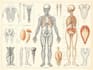 create medical and anatomical illustrations