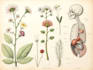 draw a scientific illustration