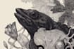 draw custom botanical illustration art