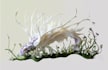 draw animal and botanical illustrations