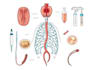 draw your medical illustration