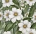 illustrate best botanical illustration