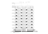 design professional architectural floor plan drawings with precision