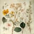 draw custom hand drawn botanical illustration for you