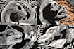 create awesome linocut illustration art