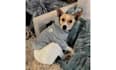 create dog ugc videos for pet brands toys treats and more