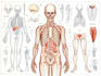 create medical and anatomical illustrations