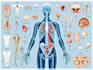 create medical illustrations and diagrams