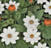 do botanical illustration art for you