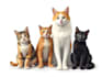 paint your pet portrait, dogs, cats