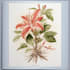 draw an botanical product illustration