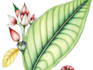 draw botanical and anatomical scientific illustrations