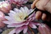 draw realistic botanical illustration