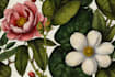 paint botanical and scientific illustrations