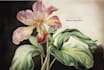 illustrate best botanical illustration