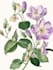 create watercolour botanical illustration