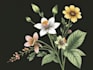 illustrate best botanical illustration