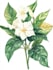 draw botanical and nature illustrations
