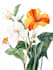 design unique botanical plant illustration