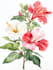 do botanical and anatomical scientific illustrations