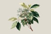illustrate best botanical illustration