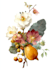 illustrate best botanical illustration, botanical