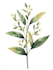 draw botanical and flower line art illustration